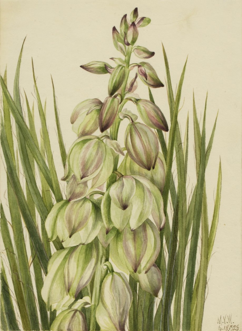 Yucca (Yucca baileyi) autorstwa Mary Vaux Walcott