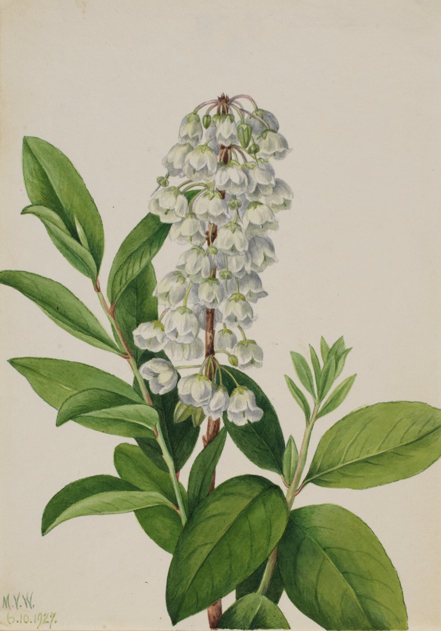 Zenobia (Zenobia cassinifolia) autorstwa Mary Vaux Walcott