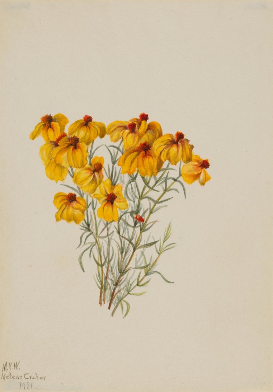 Cynia (Zinnia grandiflora) autorstwa Mary Vaux Walcott