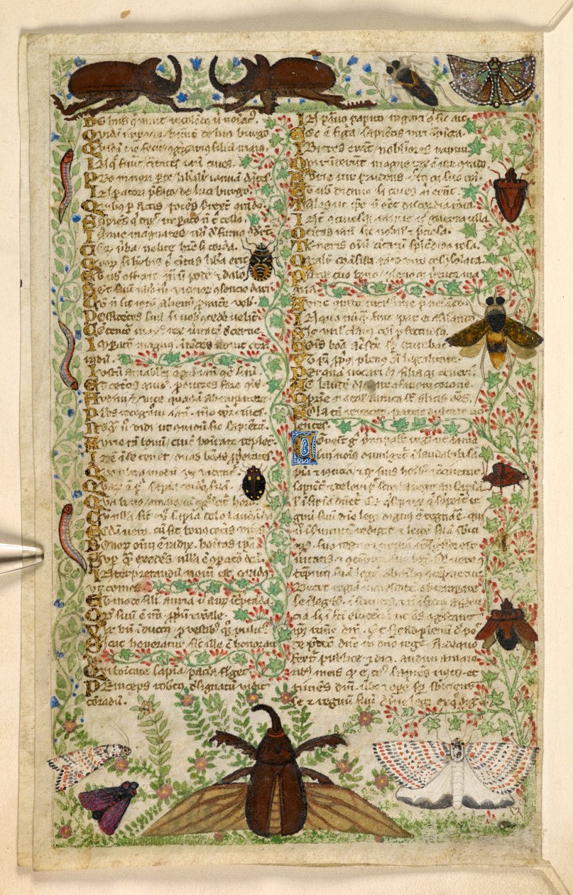 Dodać. 28841, f.4v: ćmy i rogate chrząszcze, z traktatu o cnotach i wadach oraz anonimowa historia prozy Sycylii (fragment), ok. 1330-40 (welum) autorstwa Master of the Cocharelli Codex
