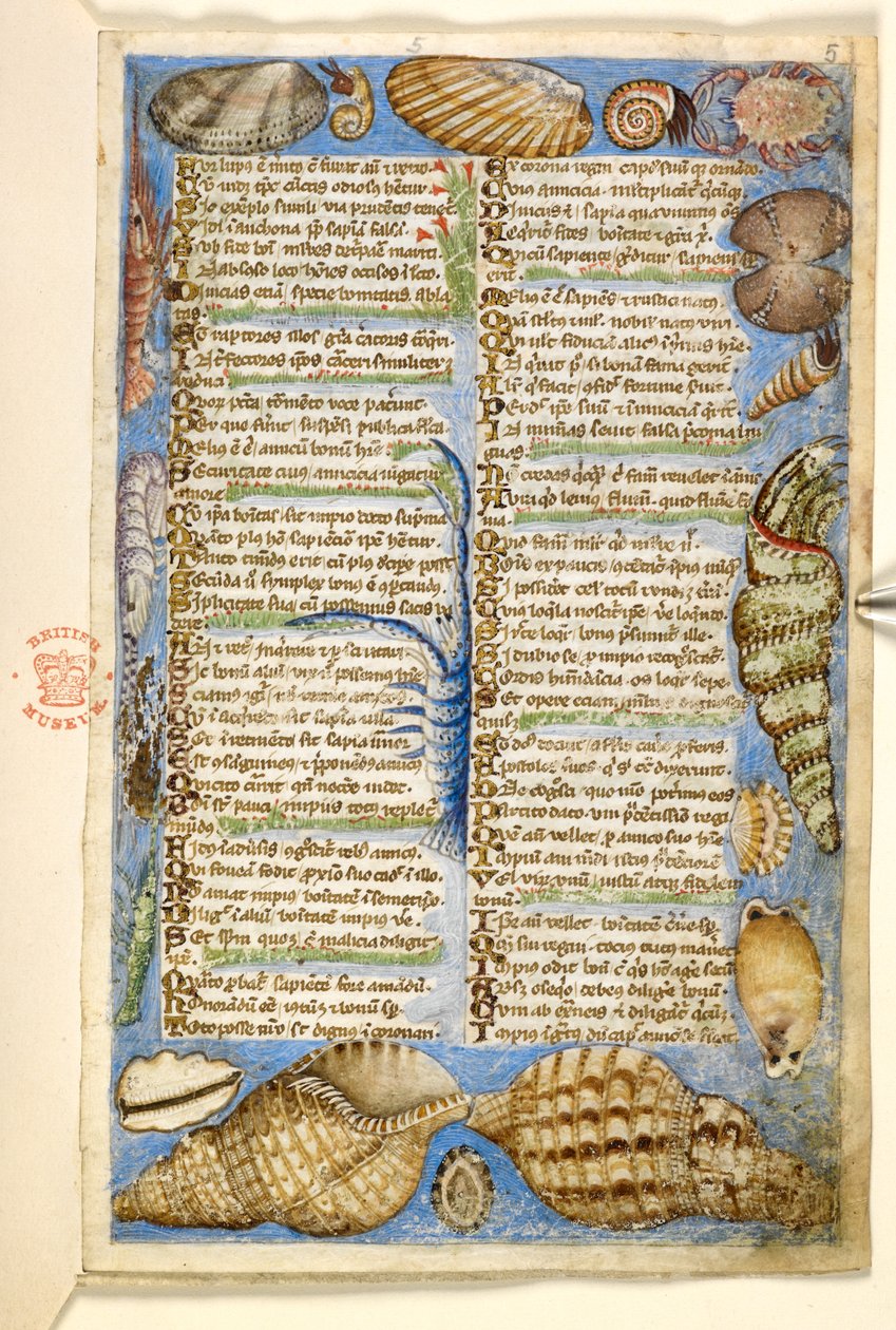 Dodać. 28841, f.5: Muszle i stworzenie morskie, z traktatu o cnotach i wadach oraz anonimowa historia prozy Sycylii (fragment), ok. 1330-40 (welum) autorstwa Master of the Cocharelli Codex