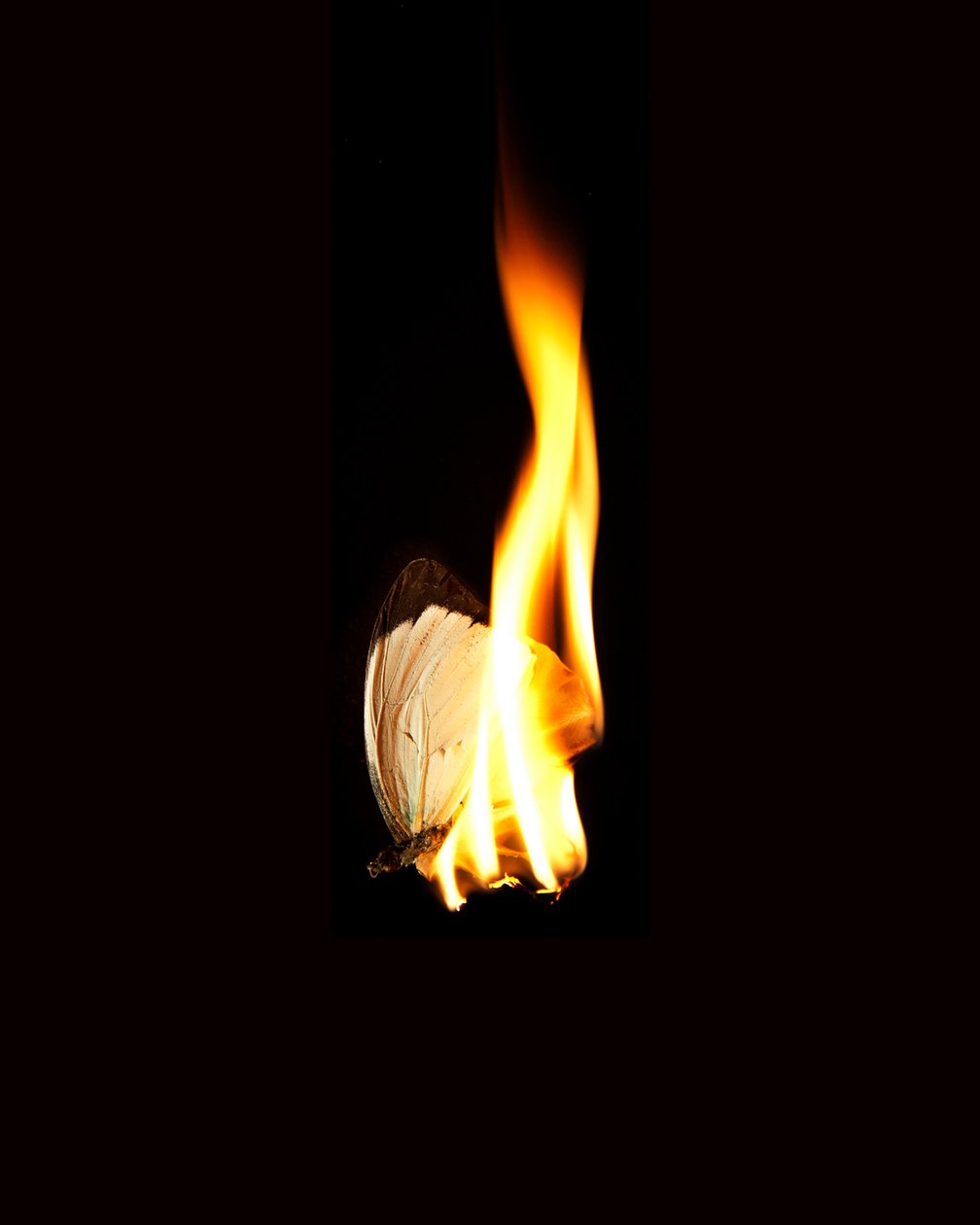 Burning Butterfly 11, 2013 (druk Lambda) autorstwa Mat Collishaw