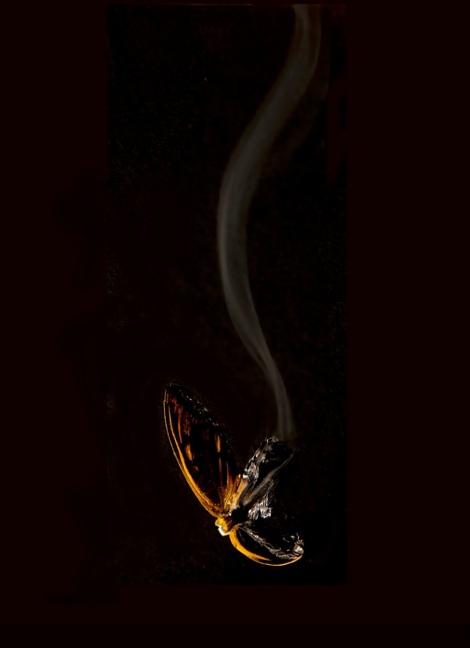 Płonący motyl 15, 2013 (druk Lambda) autorstwa Mat Collishaw