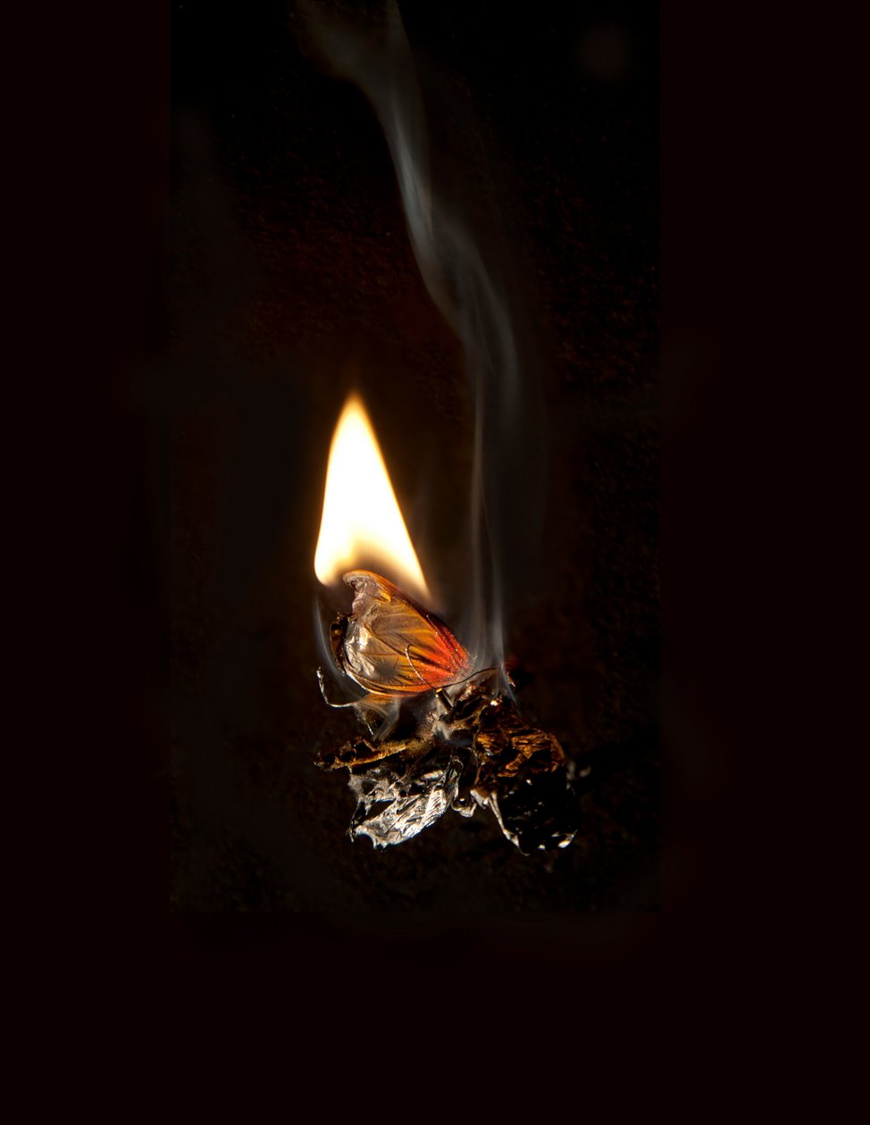 Płonący motyl 19, 2013 (druk Lambda) autorstwa Mat Collishaw