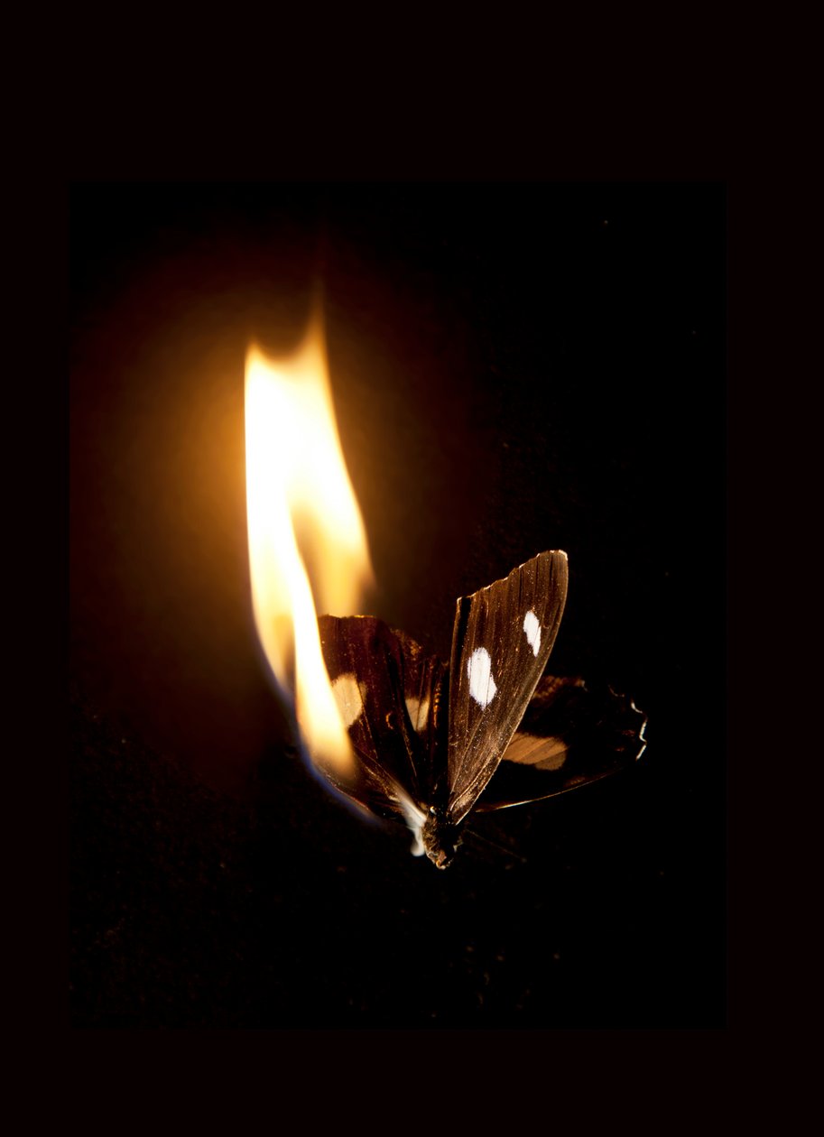 Płonący motyl 21, 2013 (druk Lambda) autorstwa Mat Collishaw