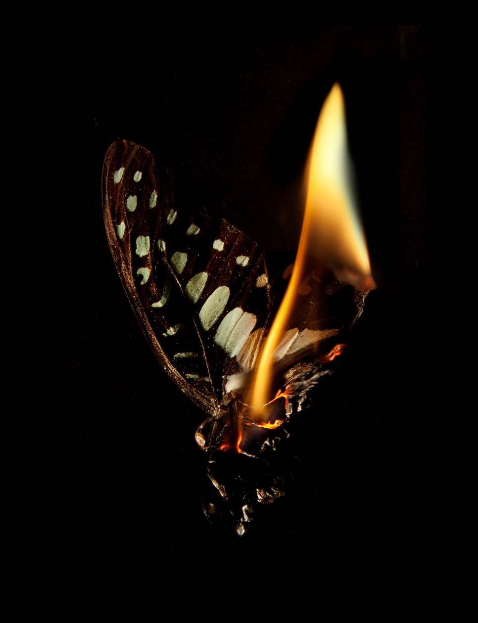 Burning Butterfly 24, 2013 (druk Lambda) autorstwa Mat Collishaw