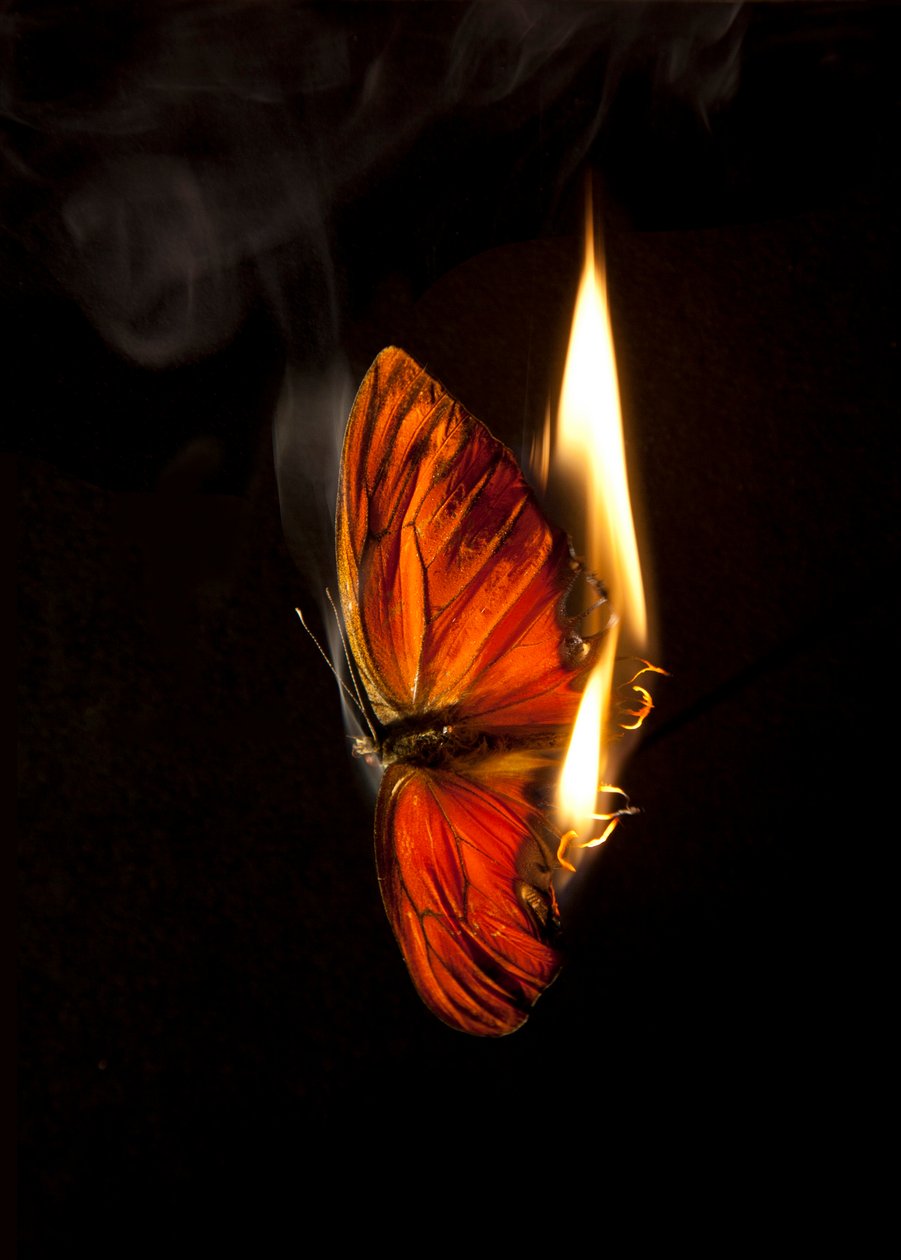 Płonący motyl 4, 2013 (druk Lambda) autorstwa Mat Collishaw