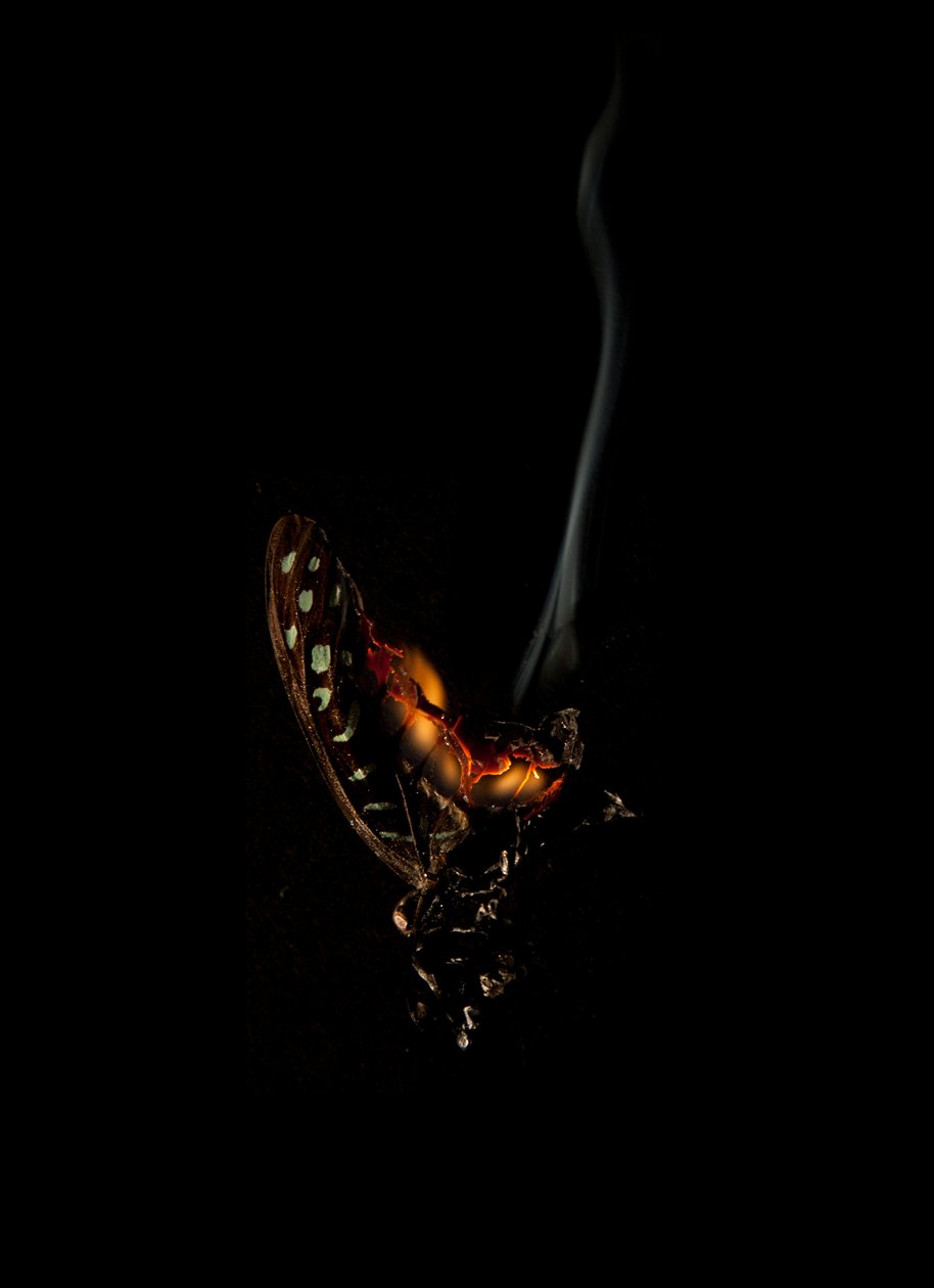 Burning Butterfly 5, 2013 (druk Lambda) autorstwa Mat Collishaw