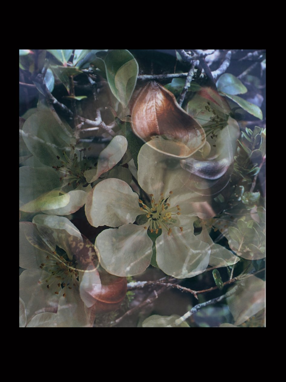 Flesheaters 5 autorstwa Mat Collishaw