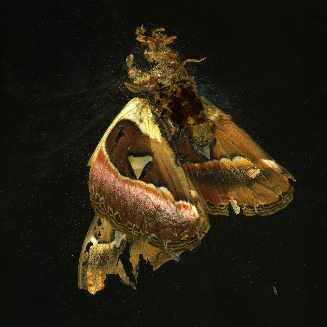 Insecticide 11, 2006 (zdjęcie typu C) autorstwa Mat Collishaw