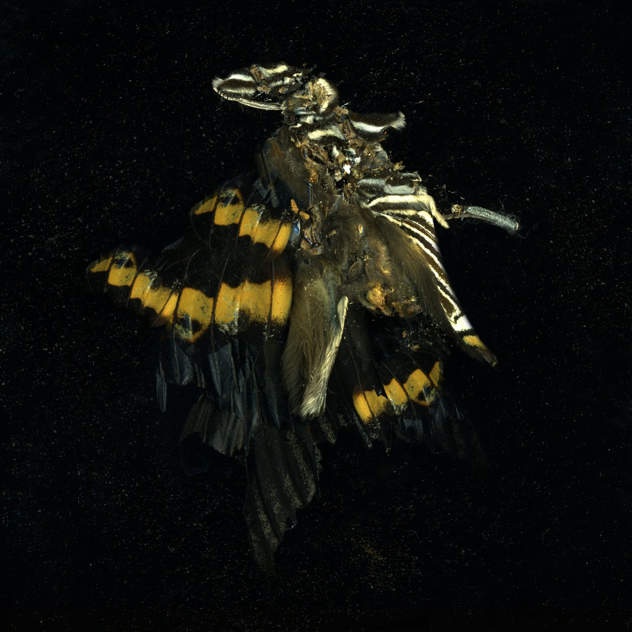 Insecticide 17, 2009 (zdjęcie typu C) autorstwa Mat Collishaw