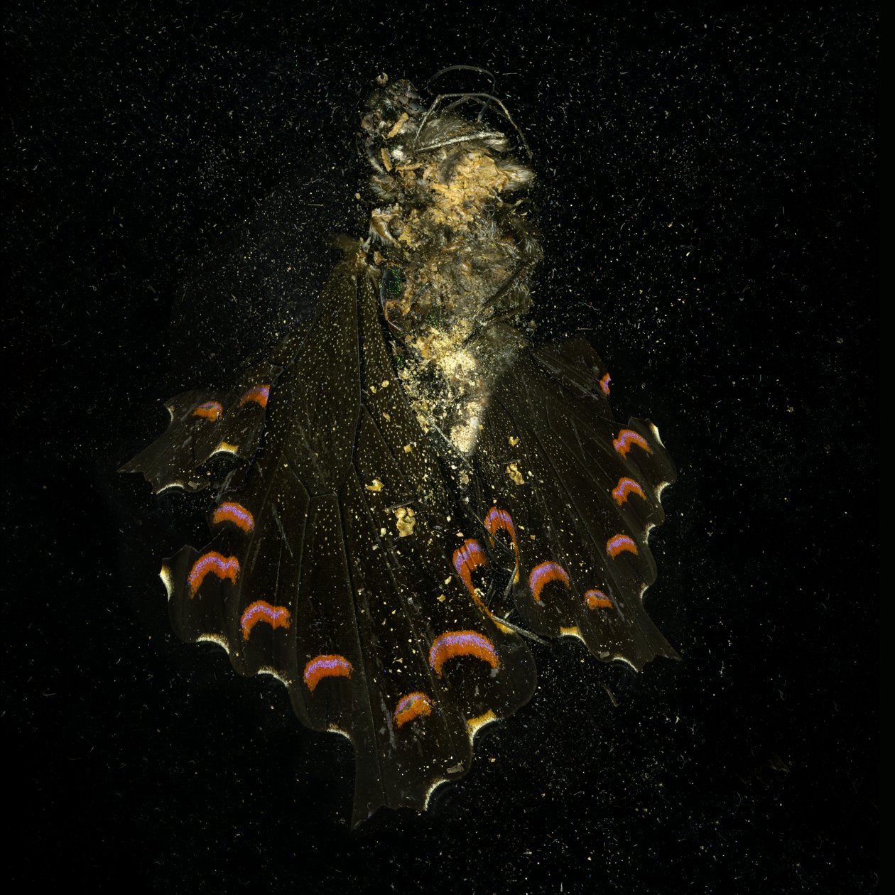 Insecticide 28, 2011 (zdjęcie typu C) autorstwa Mat Collishaw