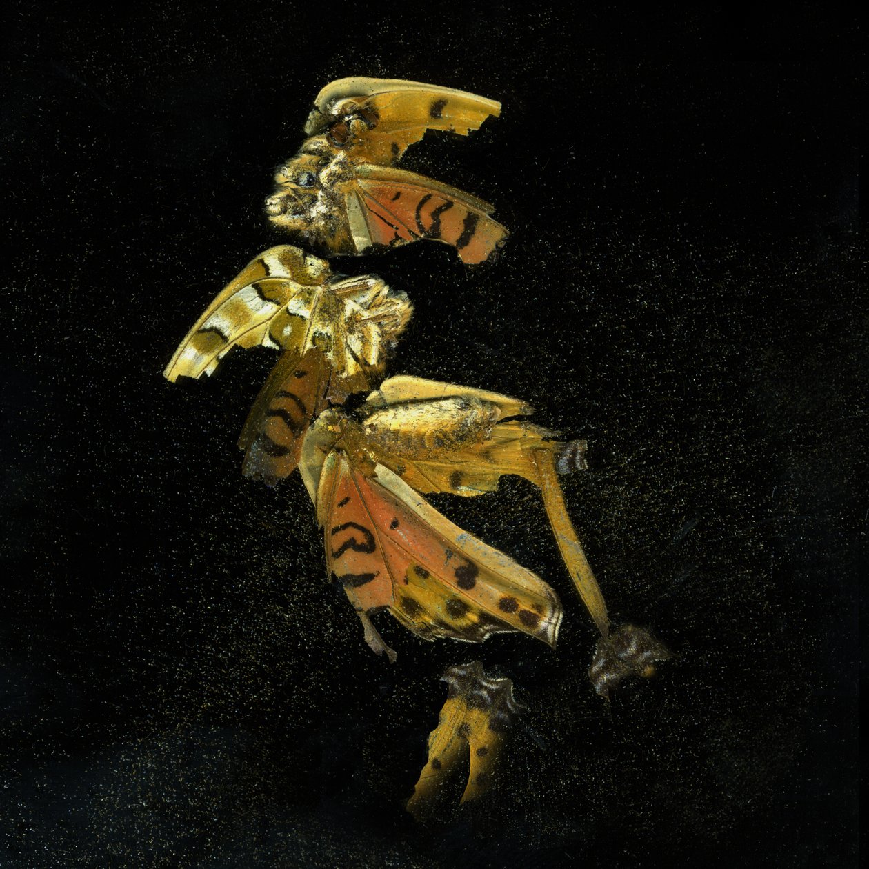Insecticide 35, 2011 (zdjęcie typu C) autorstwa Mat Collishaw