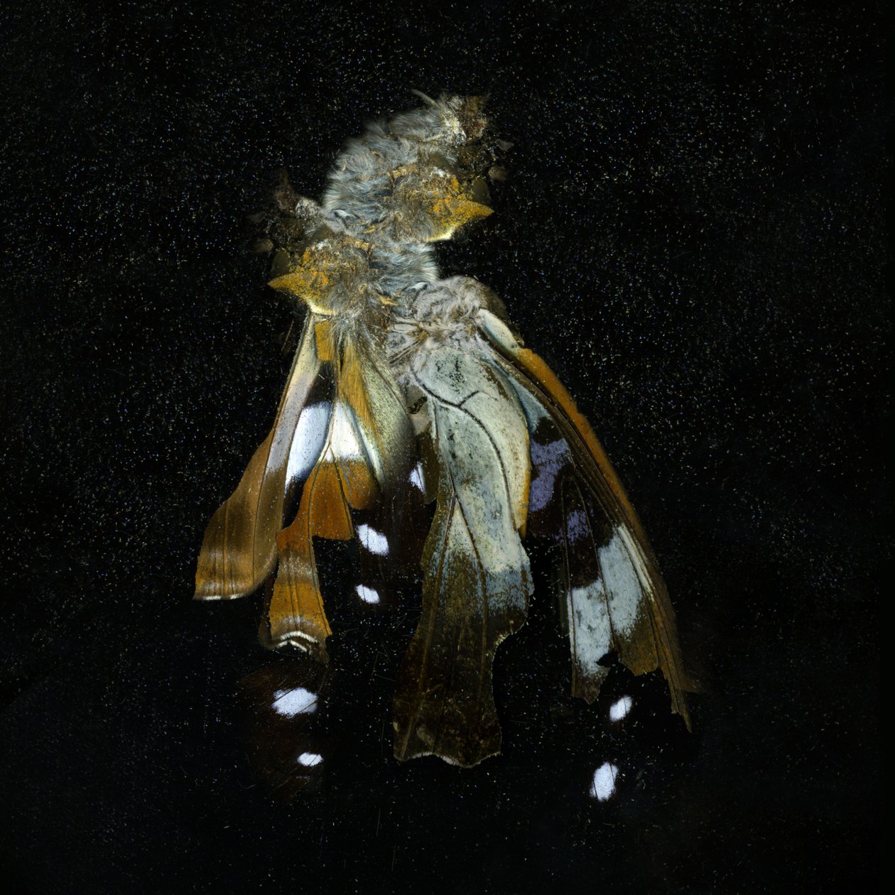 Insecticide 38, 2011 (zdjęcie typu C) autorstwa Mat Collishaw