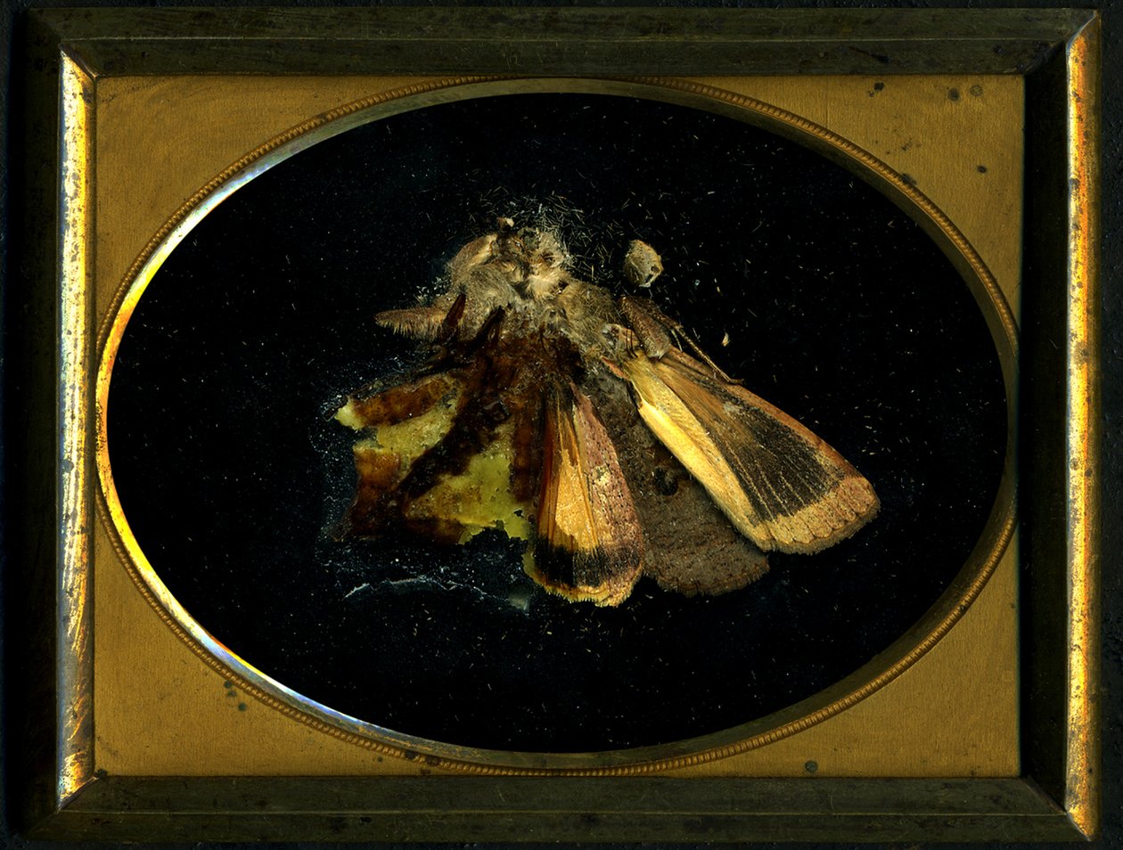 Insecticide 8, 2006 (zdjęcie typu C) autorstwa Mat Collishaw