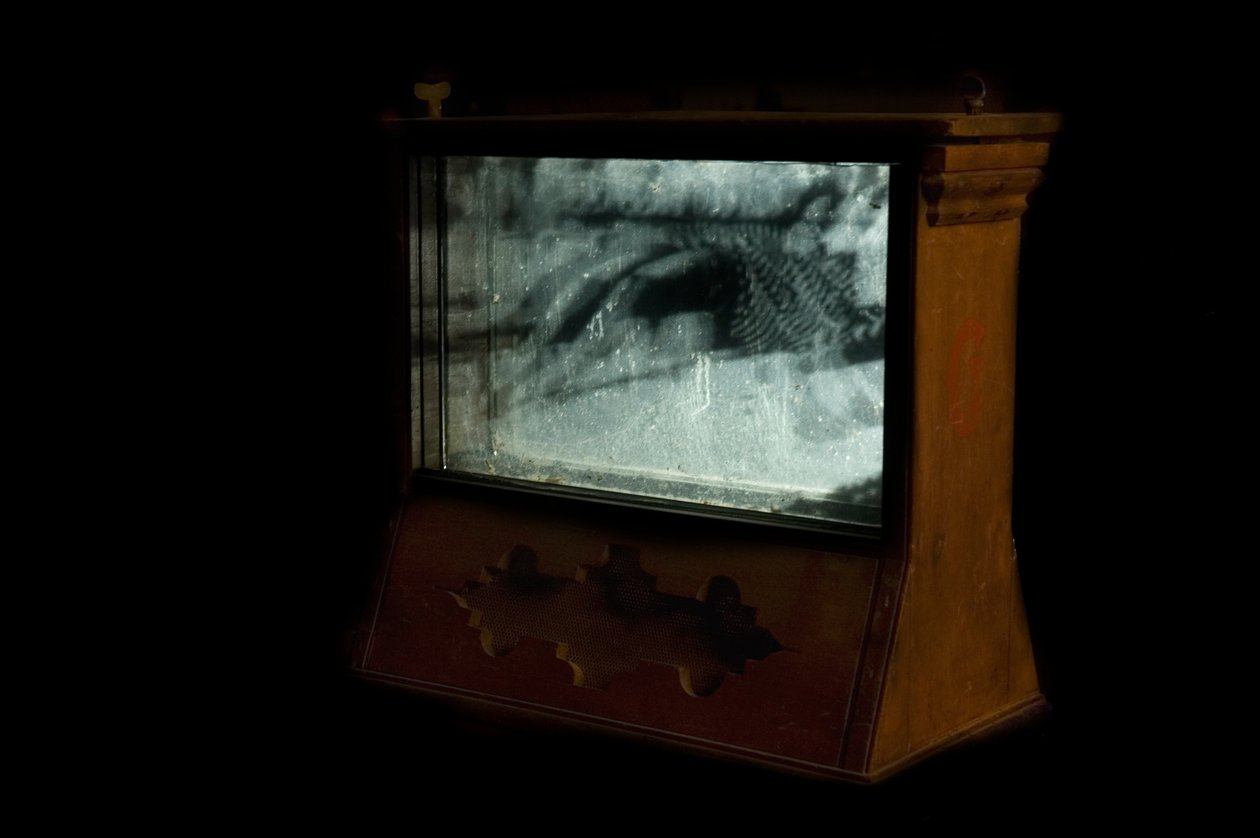 Wormery, 2009 (drewno, szkło, stal, projektor i odtwarzacz) autorstwa Mat Collishaw
