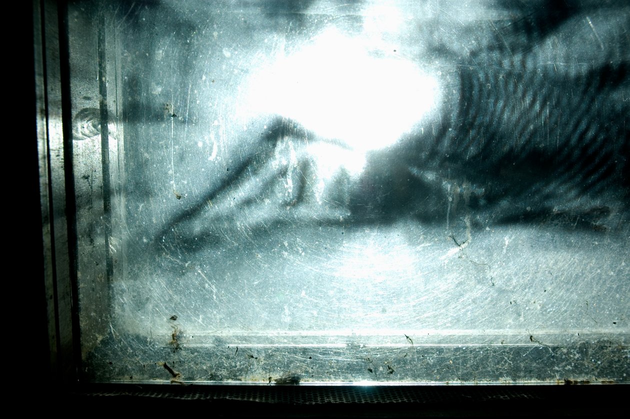 Wormery, 2009 (drewno, szkło, stal, projektor i odtwarzacz) autorstwa Mat Collishaw