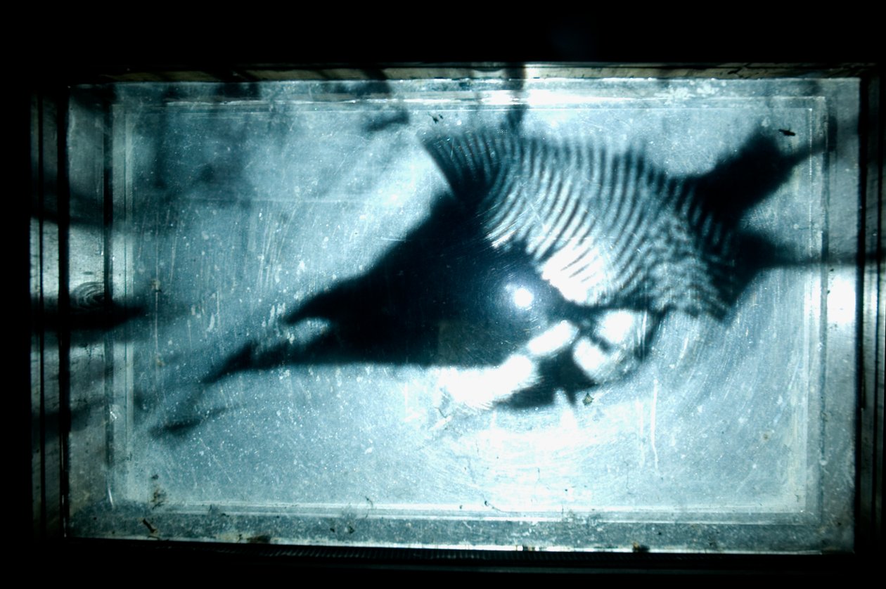 Wormery, 2009 (drewno, szkło, stal, projektor i odtwarzacz) autorstwa Mat Collishaw