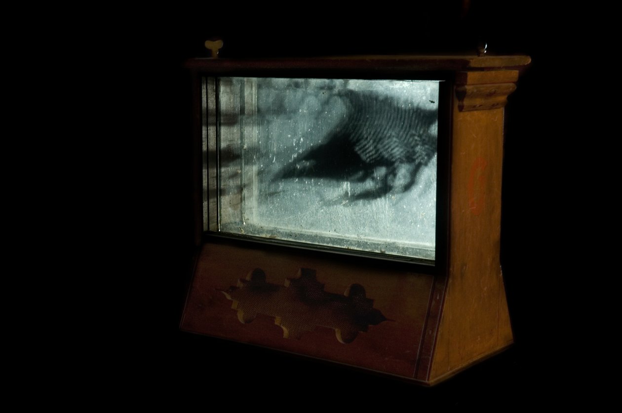 Wormery, 2009 (drewno, szkło, stal, projektor i odtwarzacz) autorstwa Mat Collishaw