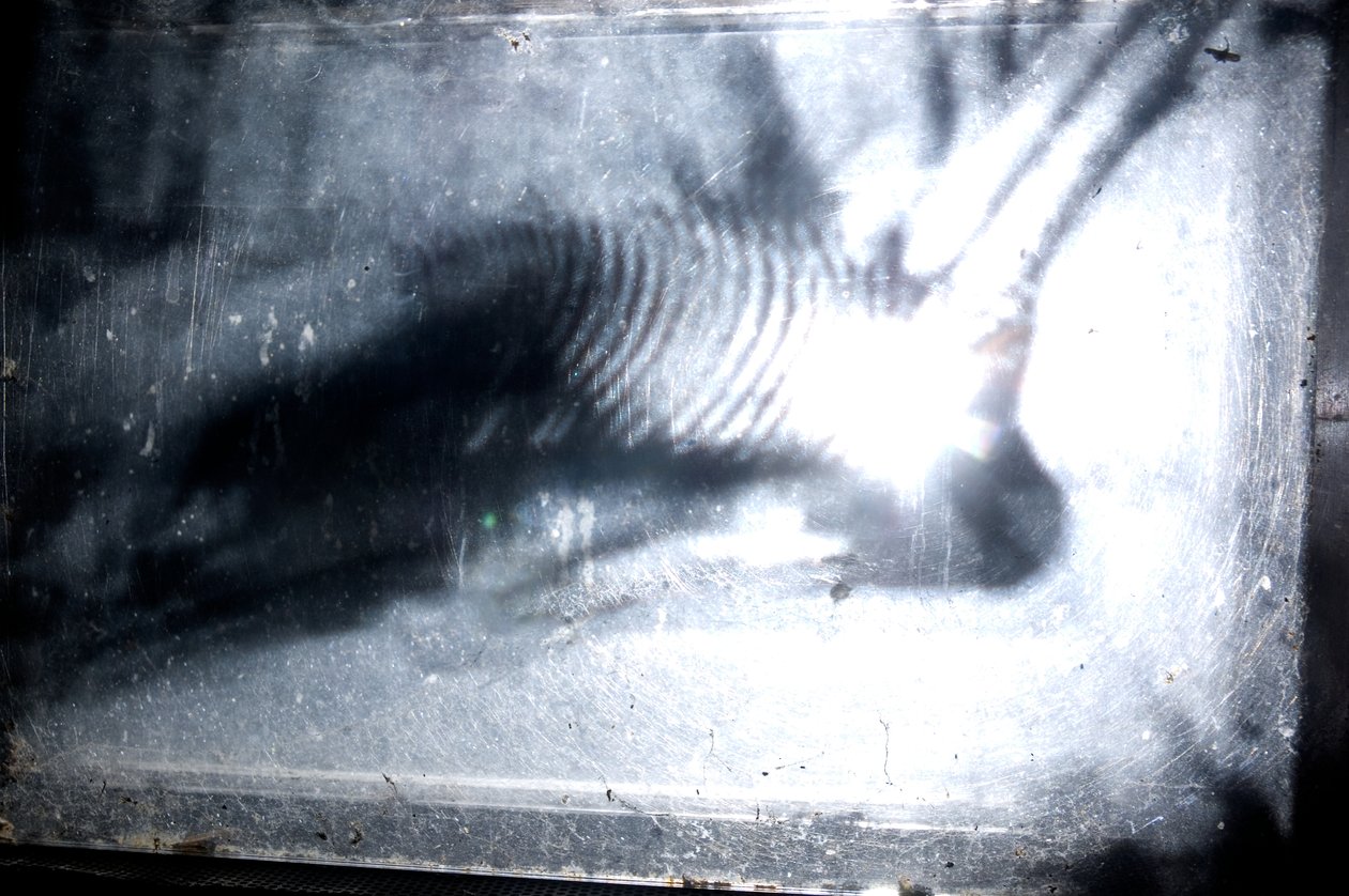 Wormery, 2009 (drewno, szkło, stal, projektor i odtwarzacz) autorstwa Mat Collishaw