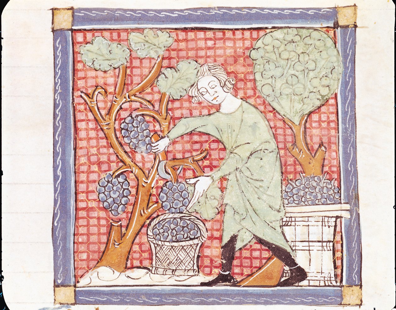 Fol.59r września: Żniwa autorstwa Matfre Ermengaut