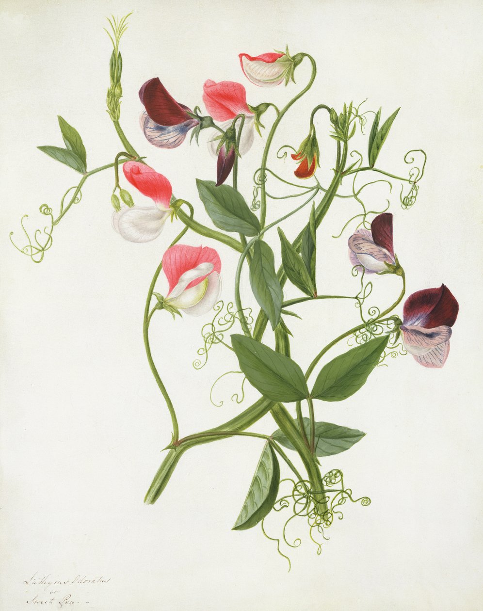 Lathyrus Odoratus (wc i gwasz na ołówku na welinie) autorstwa Matilda Conyers