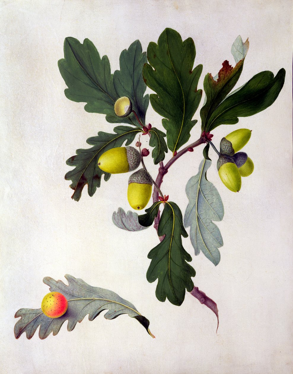 Quercus (wc i gwasz na ołówku na welinie) autorstwa Matilda Conyers