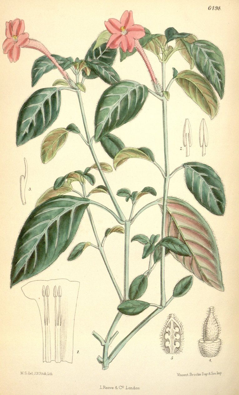 Ruellia portellae autorstwa Matilda Smith