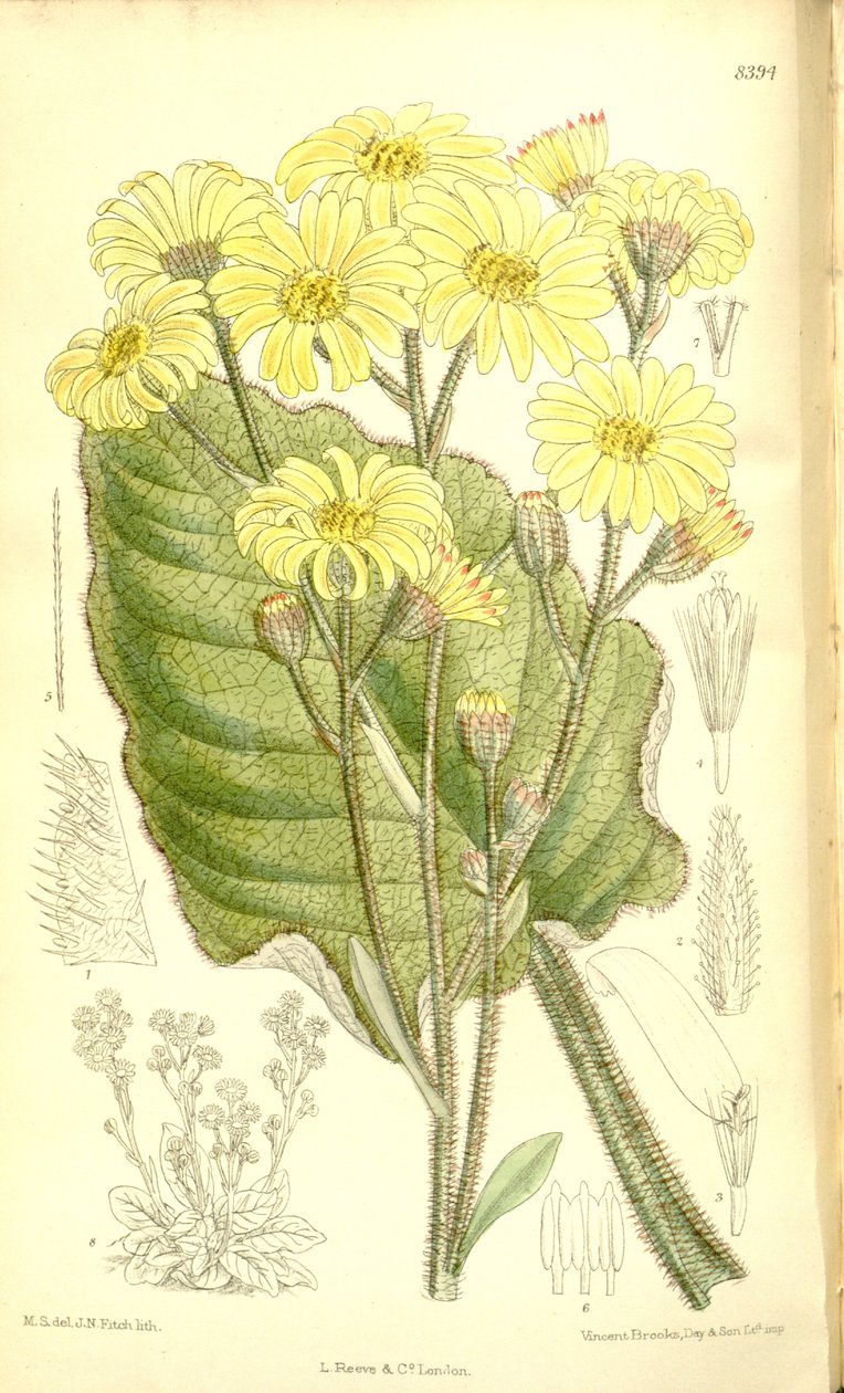 Senecio saxifragoides autorstwa Matilda Smith