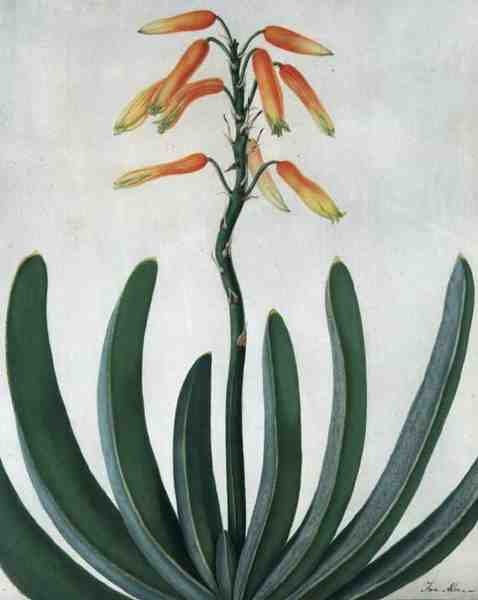 Aloe Striata (akwarela i gwasz na ołówku na welinie) autorstwa Matilda Conyers