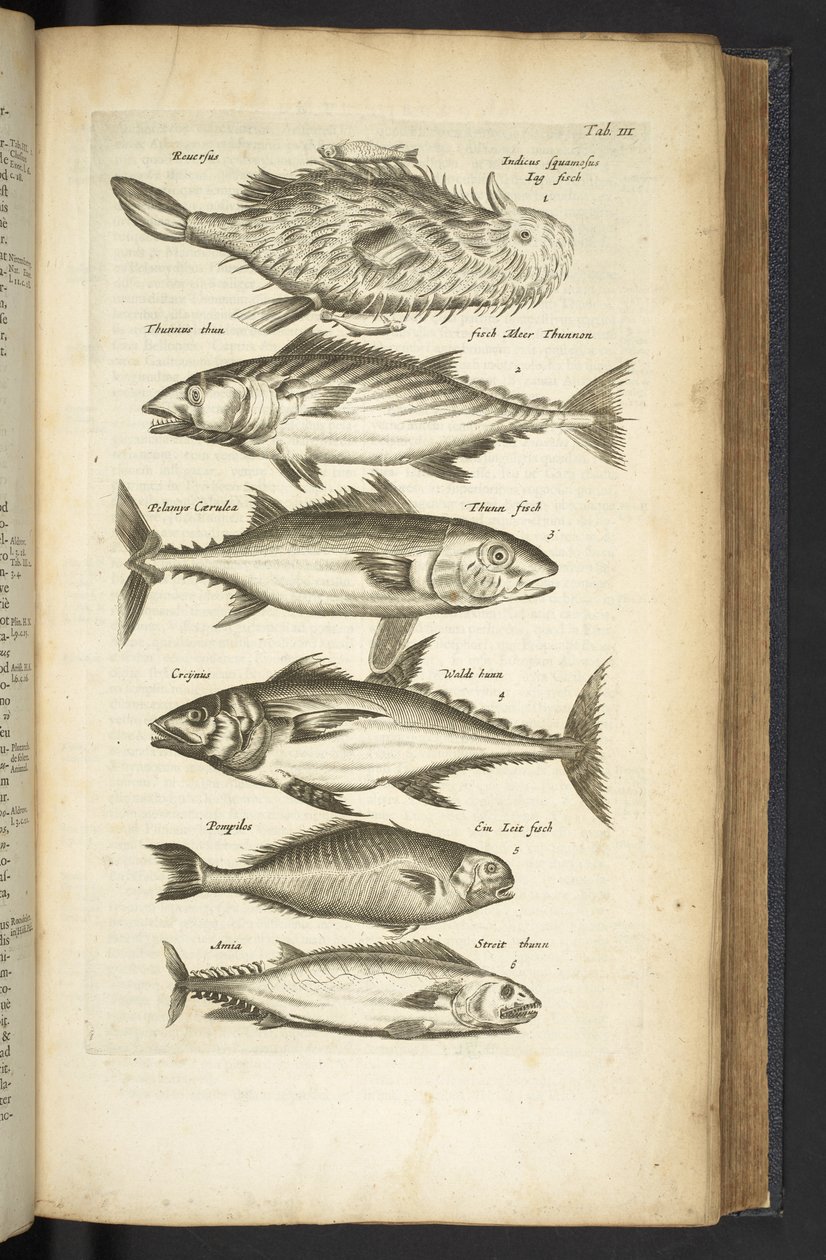 Tab III, Tuńczyki, Ilustracja z „Historiæ naturalus de quadrupetebus” autorstwa Mattaus the Younger Merian