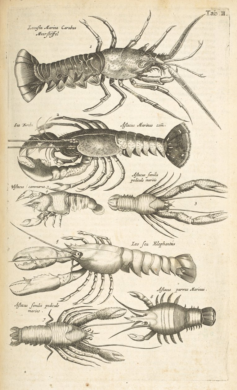 Tab II, Homary, Ilustracja z „Naturalnej historii czworonogów” autorstwa Mattaus the Younger Merian