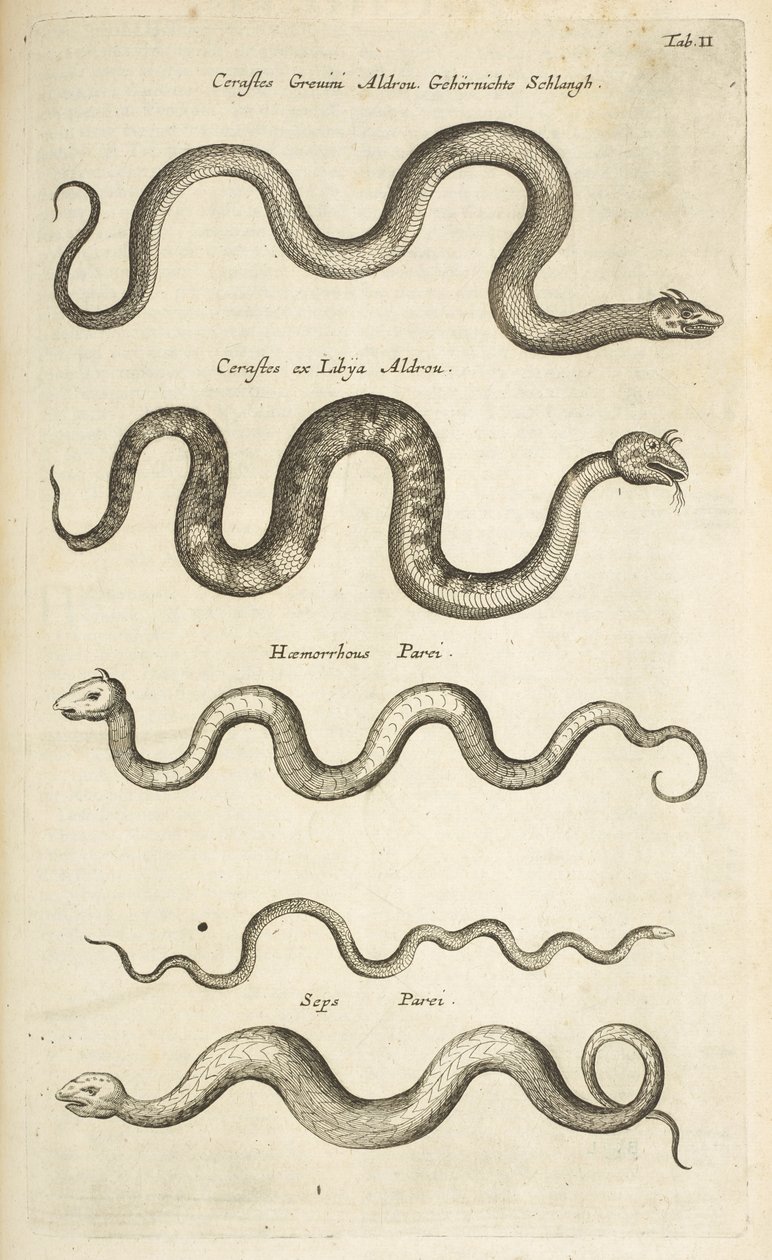 Tab II, Węże, Ilustracja z „Historii naturalnej czworonogów” autorstwa Mattaus the Younger Merian
