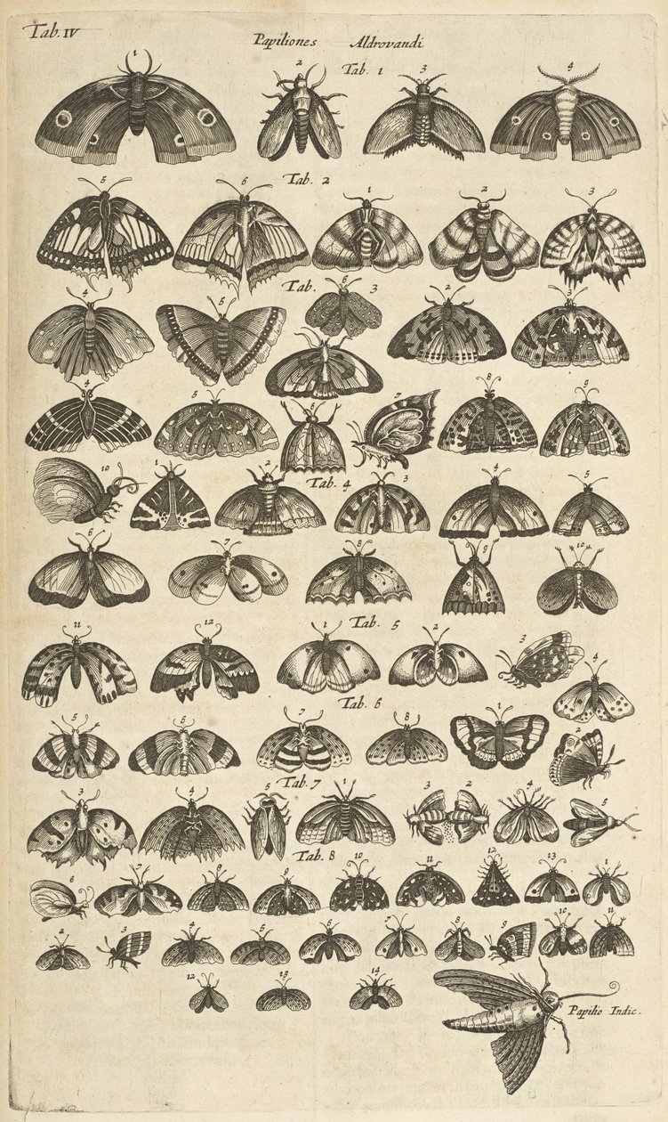 Patka. IV, Motyle i ćmy, ilustracja z „Naturalnej historii czworonogów” autorstwa Mattaus the Younger Merian