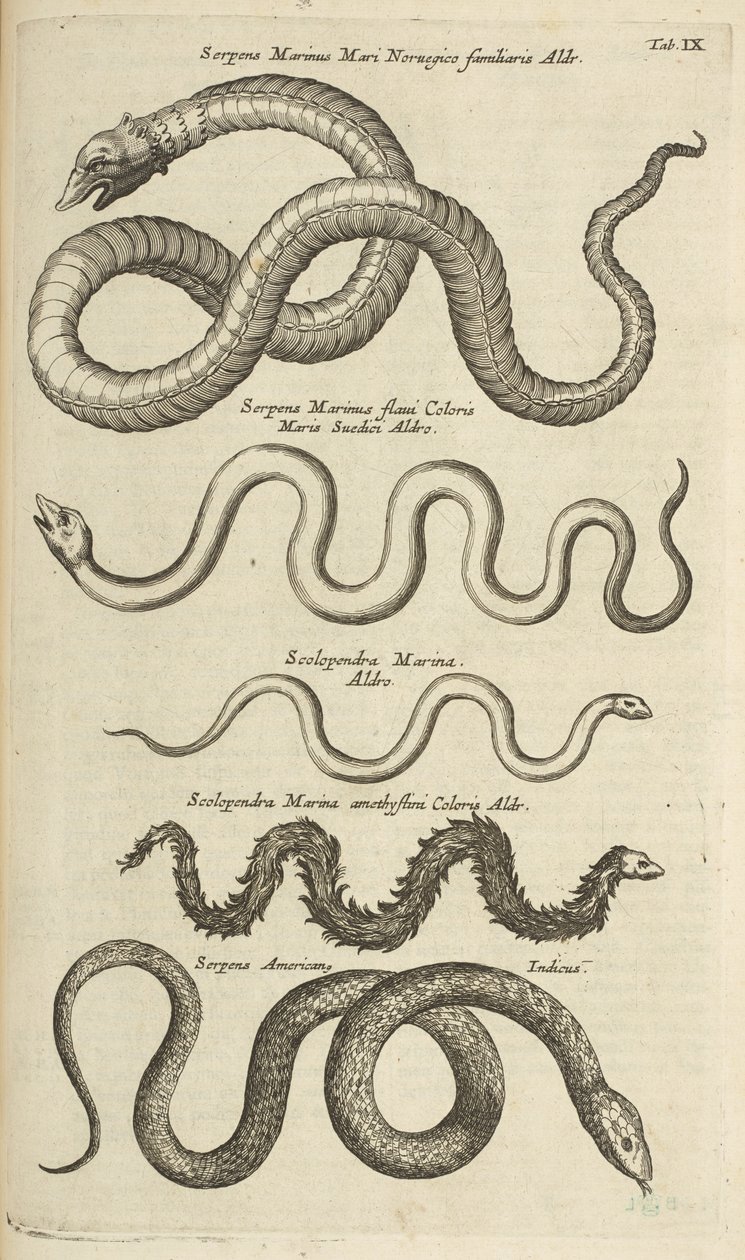 Tab IX, Węże morskie, Ilustracja z „Historii naturalnej czworonogów” autorstwa Mattaus the Younger Merian
