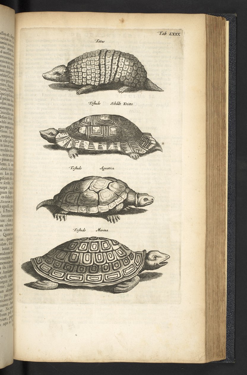 Zakładka 80, Żółwie, Ilustracja z „Naturalnej historii czworonogów” autorstwa Mattaus the Younger Merian