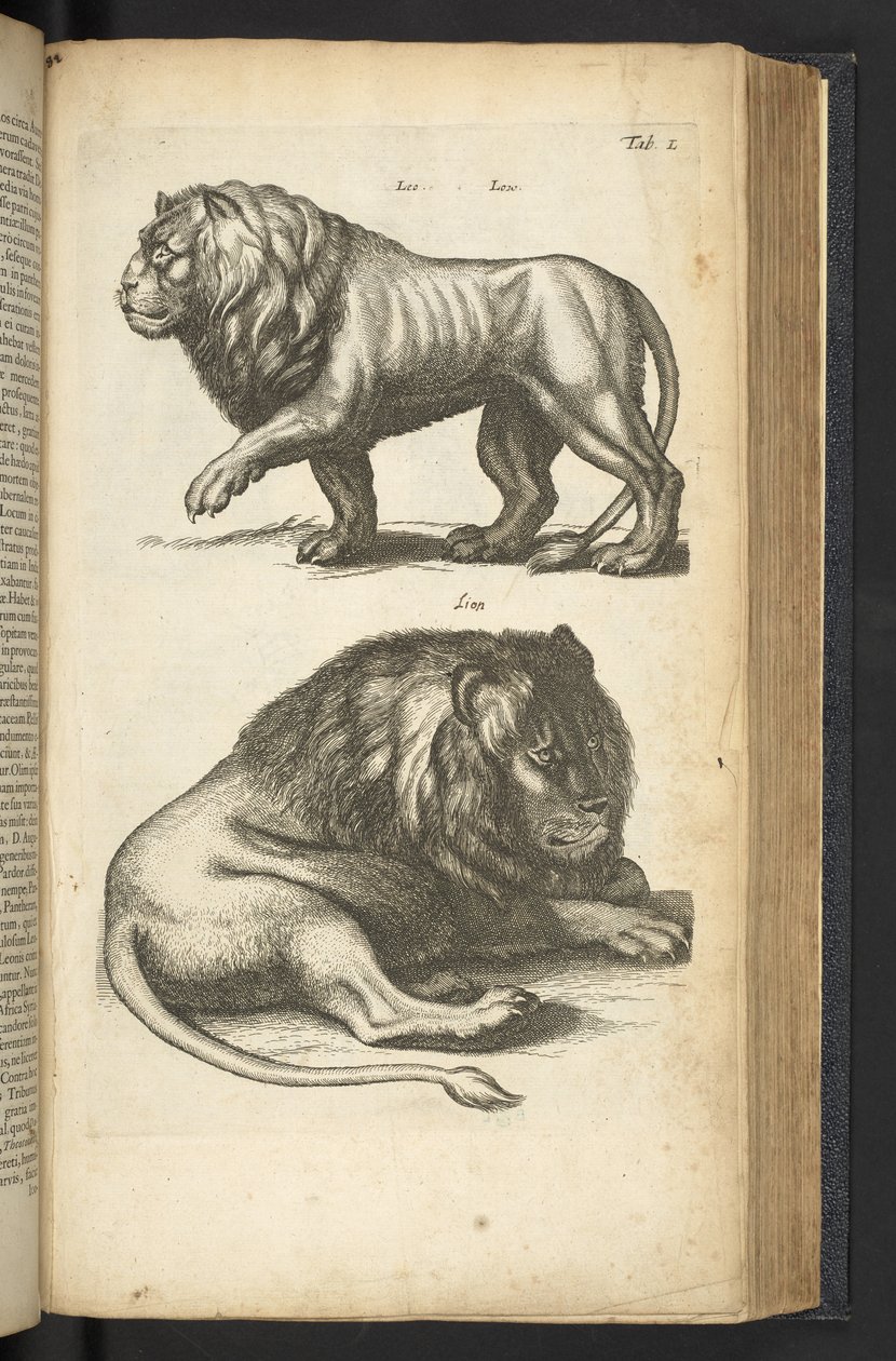 Tab L, Lwy, ilustracja z „Historii naturalnej czworonogów” autorstwa Mattaus the Younger Merian