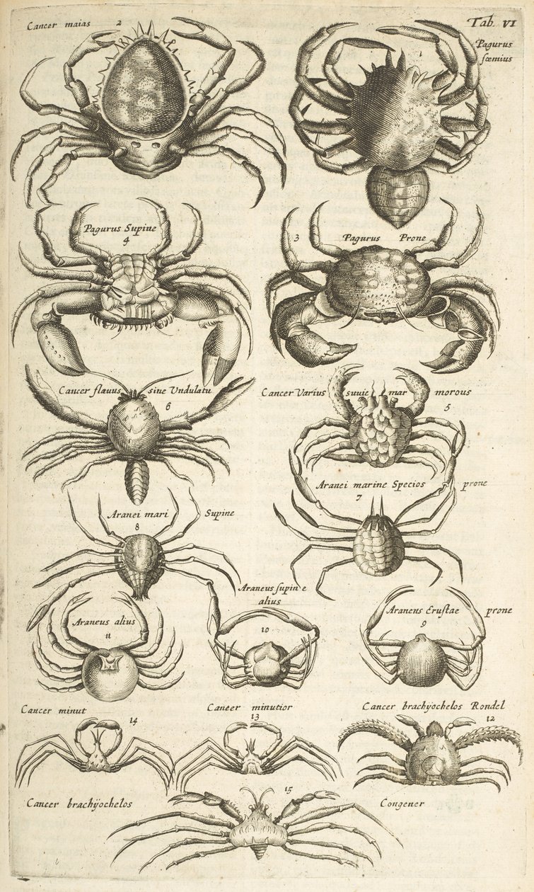 Tab VI, Kraby, Ilustracja z autorstwa Mattaus the Younger Merian