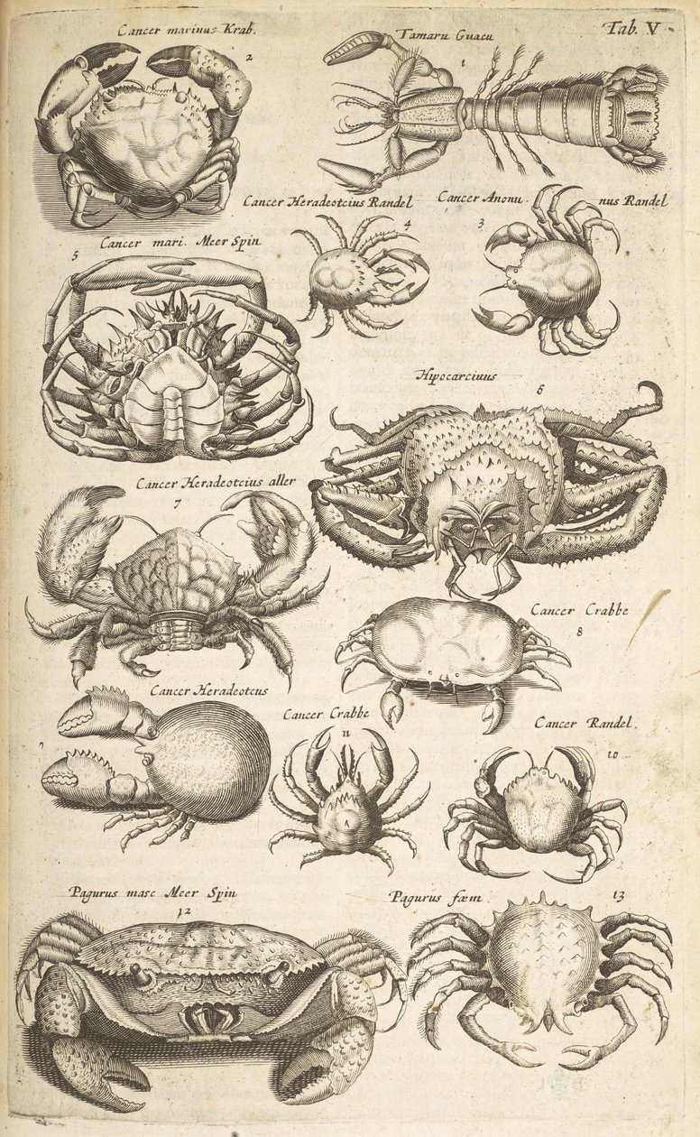 Zakładka V, Kraby, ilustracja z „Historii naturalnej czworonogów” autorstwa Mattaus the Younger Merian