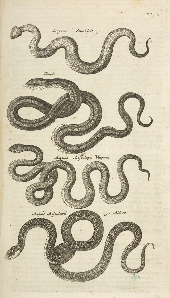 Zakładka V, Węże, Ilustracja z „Historii naturalnej czworonogów” autorstwa Mattaus the Younger Merian