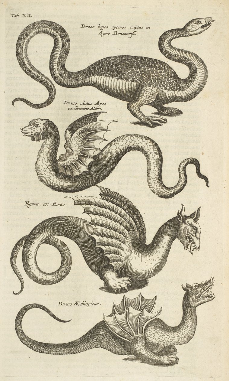 Zakładka XII, Mityczne stworzenia, Smoki, Ilustracja z „Historii naturalnej czworonogów” autorstwa Mattaus the Younger Merian