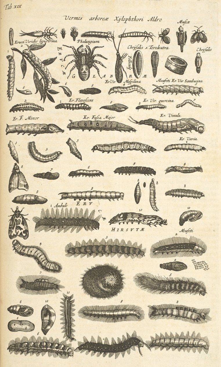 Zakładka XIX, Gąsienice, Ilustracja z „Historia naturalna czworonogów” autorstwa Mattaus the Younger Merian