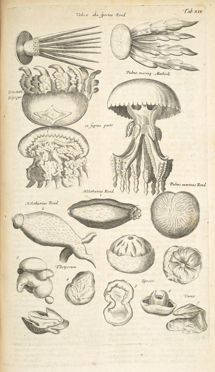 Tab XIX, Meduza, Ogórek morski i inne organizmy morskie, Ilustracja z „Historii naturalnej czworonogów” autorstwa Mattaus the Younger Merian