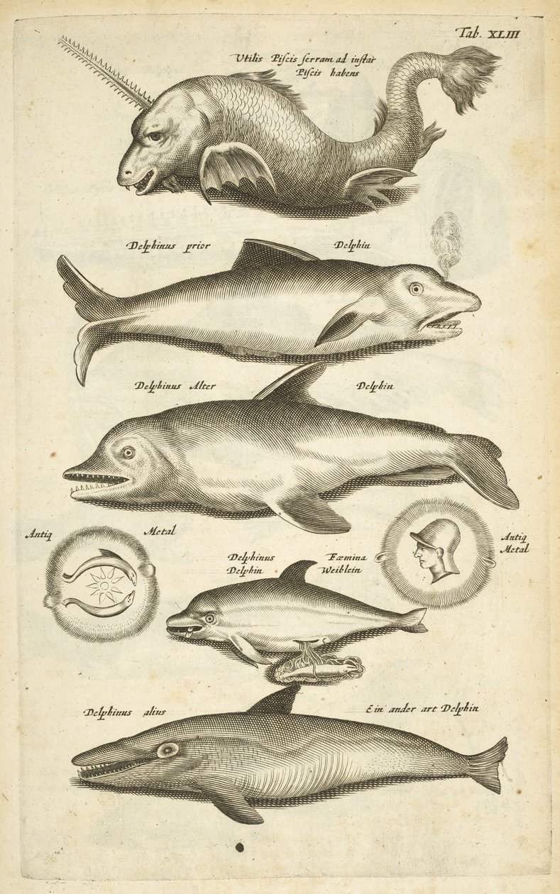 Zakładka 43, Delfiny, Ilustracja z „Naturalnej historii czworonogów” autorstwa Mattaus the Younger Merian