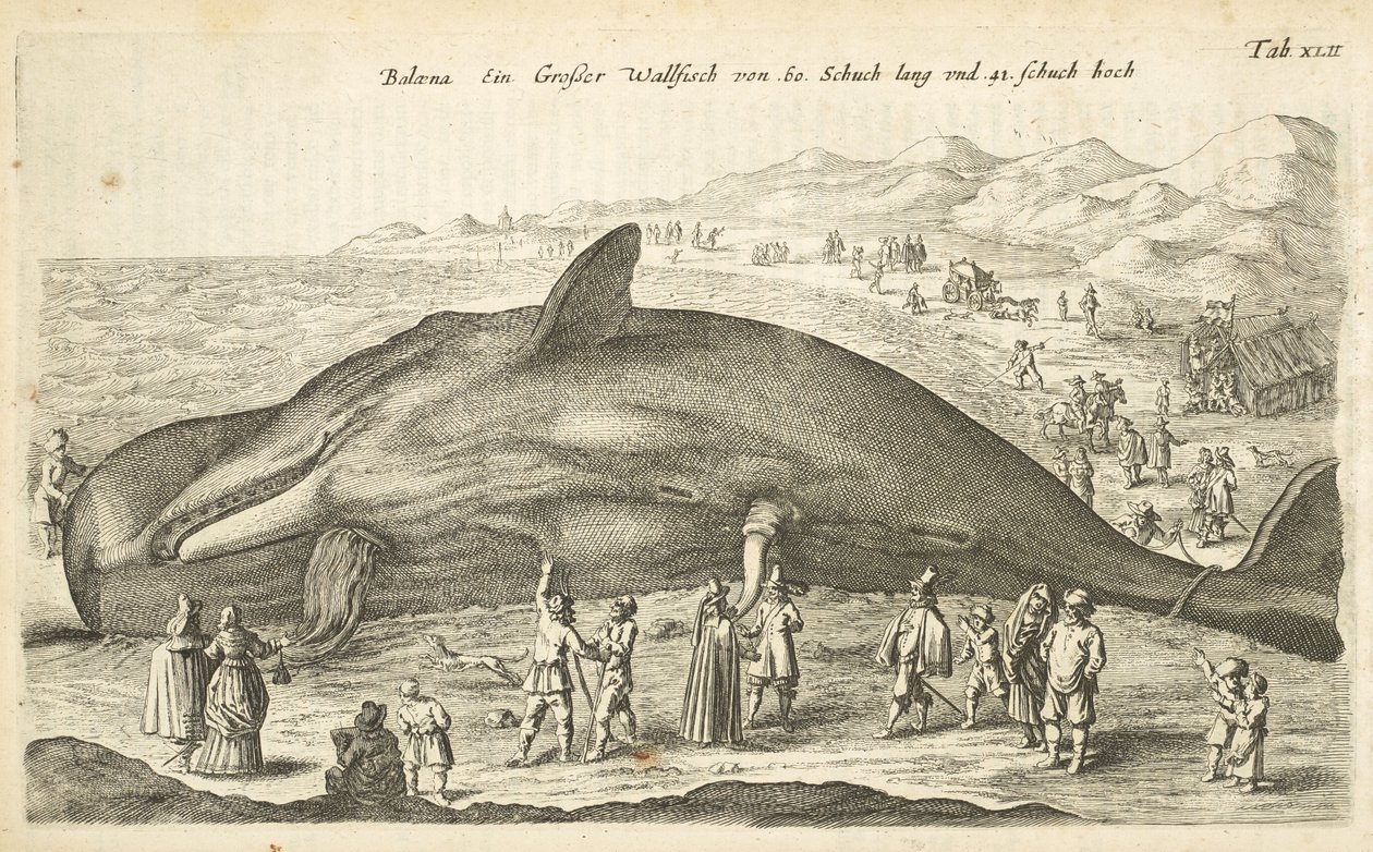 Tab XLII, Wieloryb, ilustracja z „Historiæ naturalus de quadrupetebus” autorstwa Mattaus the Younger Merian