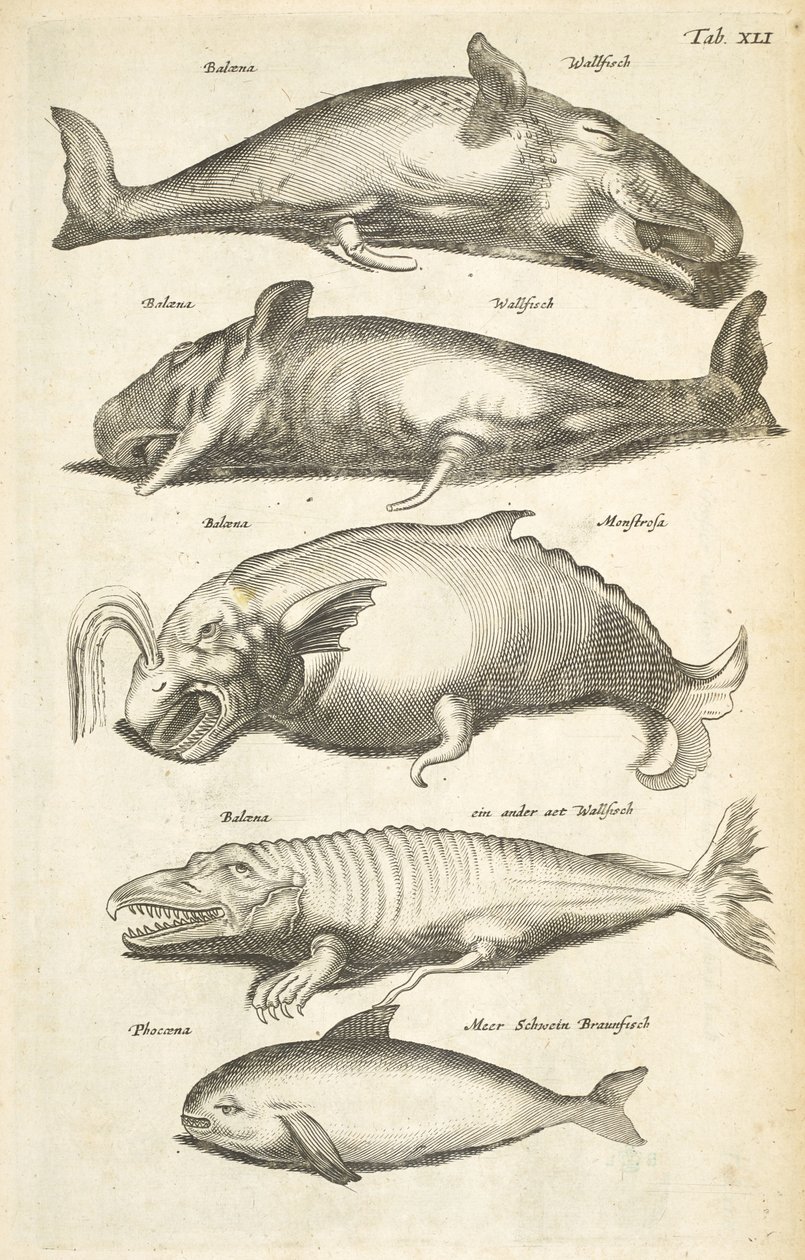 Tab XLI, Wieloryby, Ilustracja z „Historiæ naturale de quadrupetibus” autorstwa Mattaus the Younger Merian