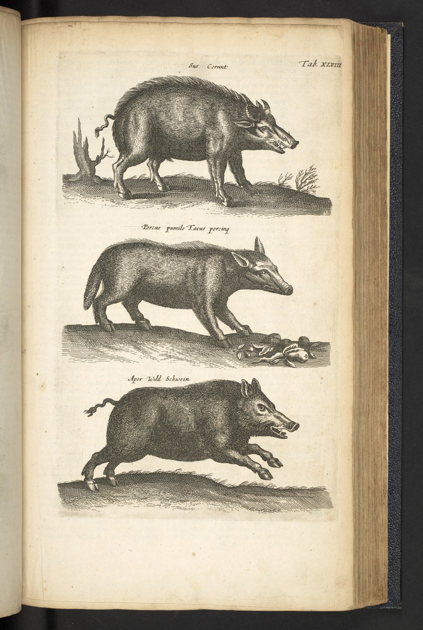 Tab 48, Dzik, Ilustracja z „Historiæ naturalus de quadrupetebus” autorstwa Mattaus the Younger Merian