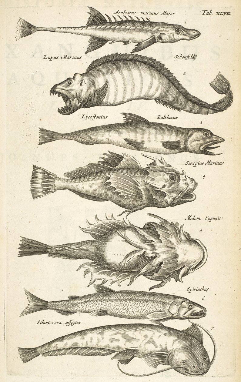 Tab 47, Gatunki ryb, Ilustracja z „Historii naturalnej czworonogów” autorstwa Mattaus the Younger Merian
