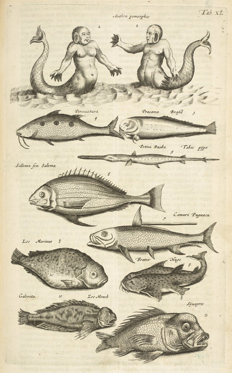 Tab. 40, Antropomorfy; Syrena; Syrena; Tropikalna ryba, ilustracja z „Historii naturalnej czworonogów” autorstwa Mattaus the Younger Merian