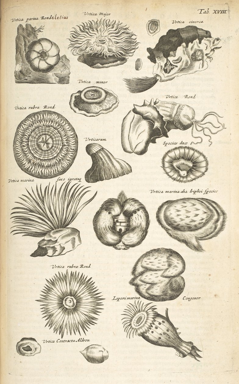 Tab. XVIII, Życie morskie, Ilustracja z „Historii naturalnej czworonogów”, tom 2 autorstwa Mattaus the Younger Merian